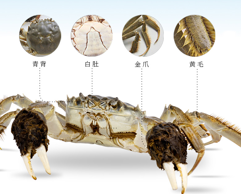 蟹状元阳澄湖大闸蟹四大特征